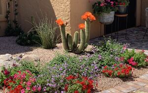 Rio Verde - Rio Verde, Arizona
