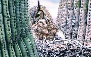 Rio Verde - Rio Verde, Arizona