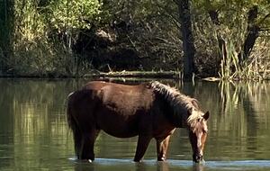 Rio Verde - Rio Verde, Arizona