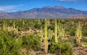 Rio Verde - Rio Verde, Arizona