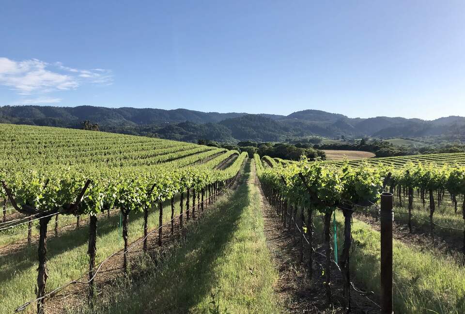 Surrounding vineyards