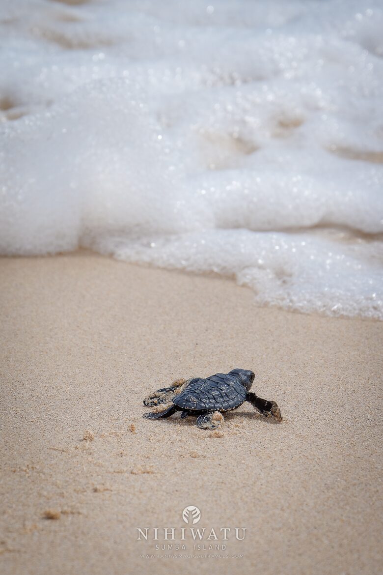 Releasing turtles.