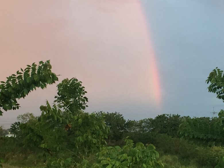 Un hermoso entorno de guadua