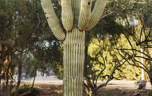 Paradise Valley Resort-like Getaway - Paradise Valley, Arizona