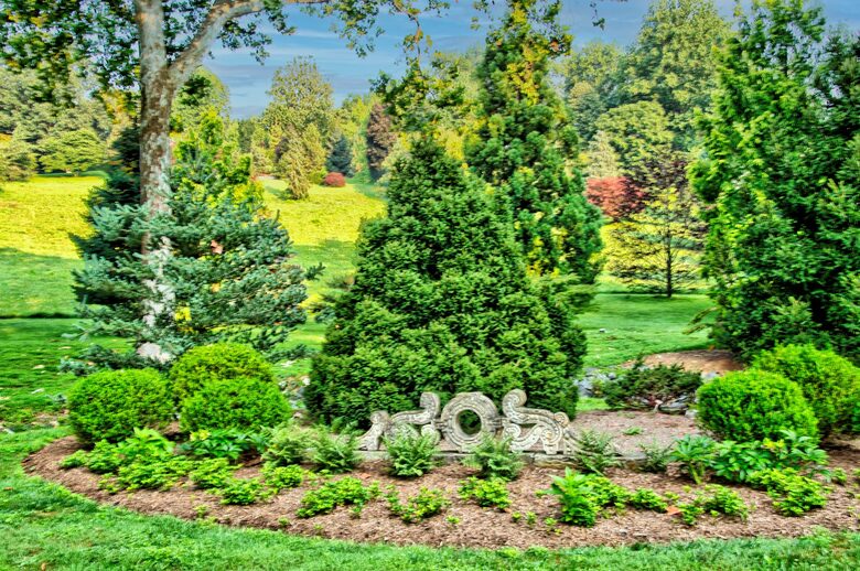 Conifer beds