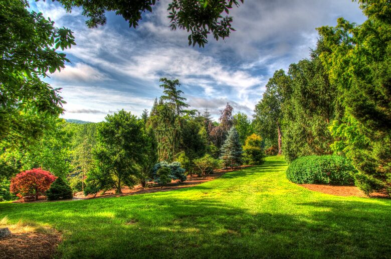 Conifers and maples
