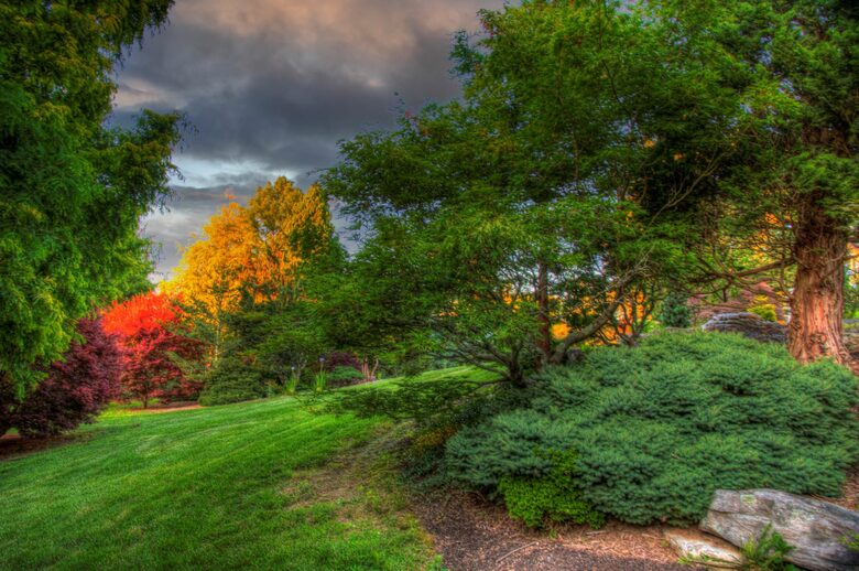 Conifers and maples