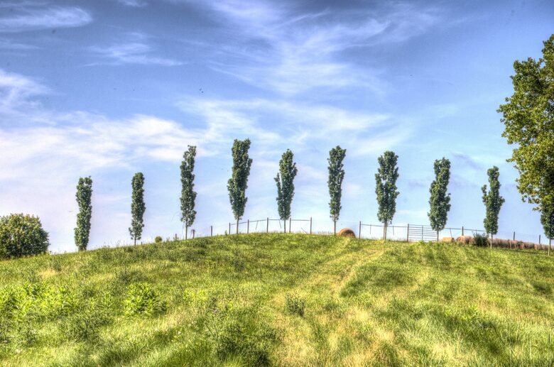Monumental maples