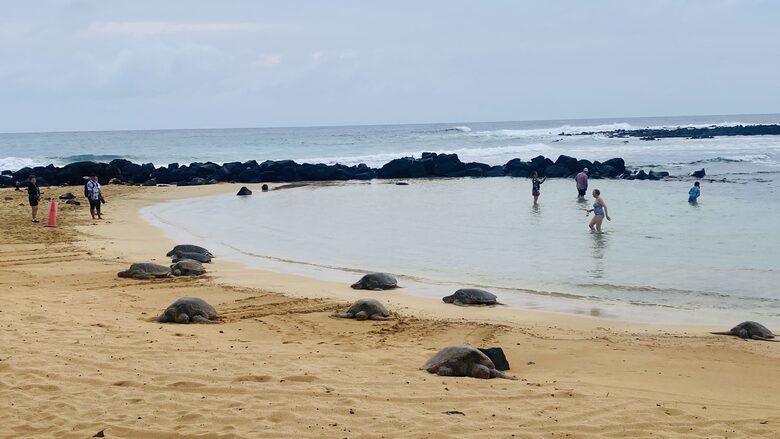 Lawai Beach Resort | Banyan One-Bedroom / One Large Bath Residence - Koloa, Hawaii