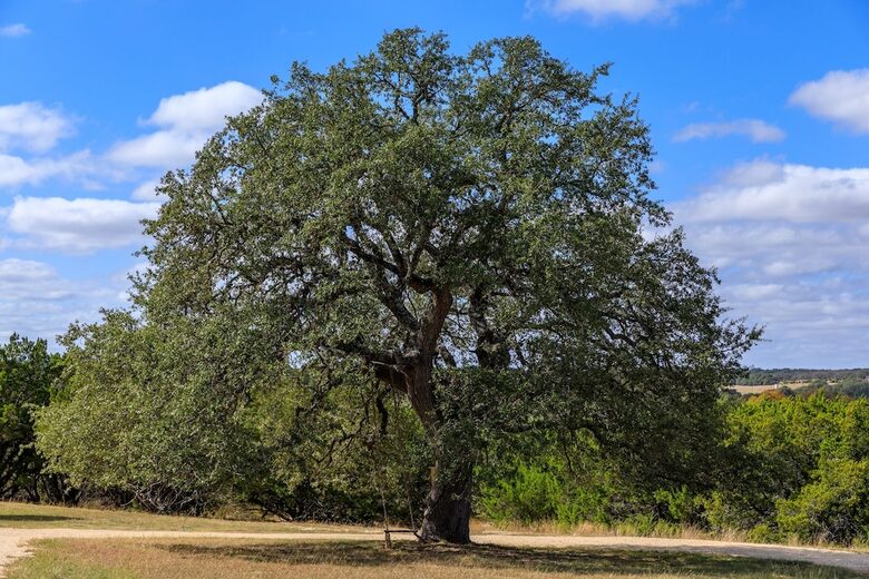 12 Acre Designer Farmhouse in TX Wine Country! - Stonewall, Texas