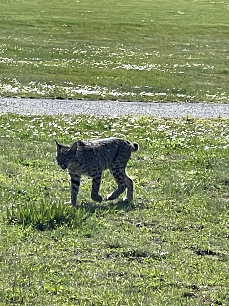 Resident bobcat actively hunting at edge of yard.