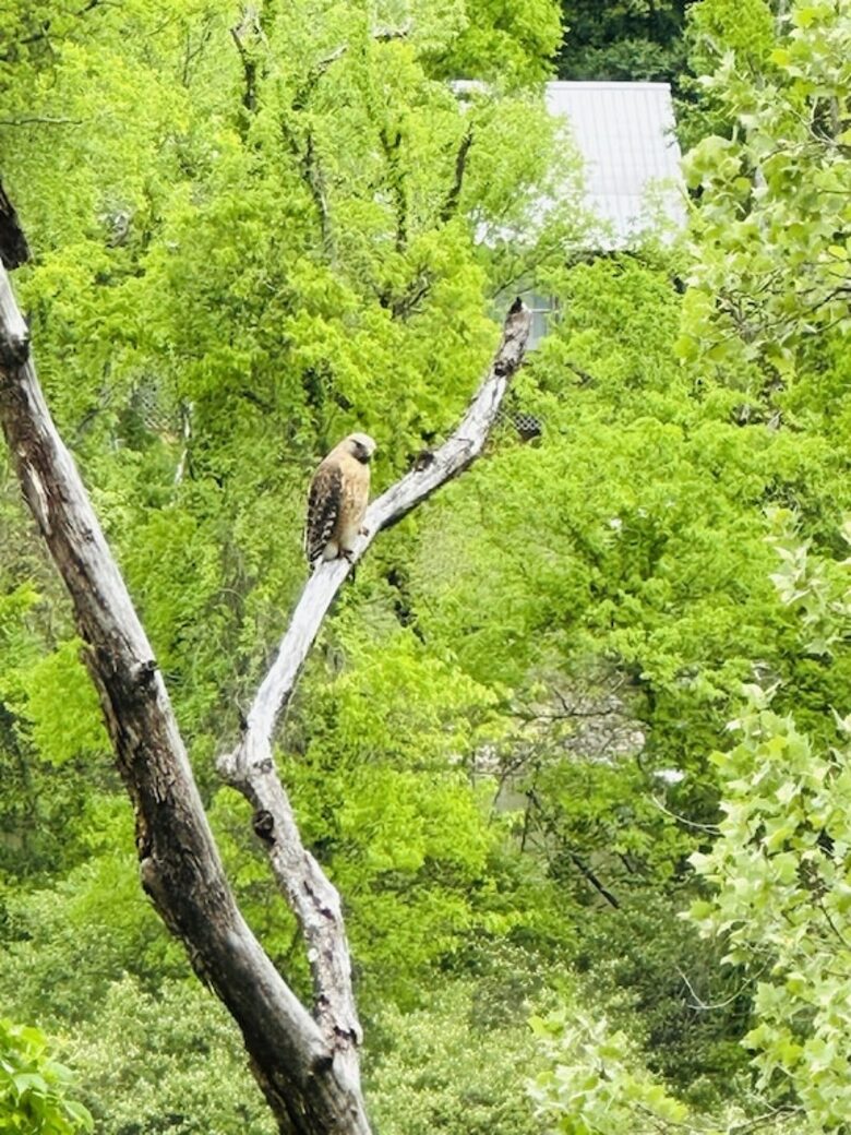 リバーフロントの高級バンガロー ― ダウンタウンまで数分 ― テネシー州ノックスビル