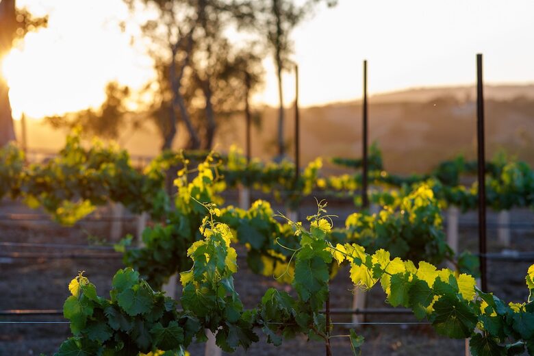 Deboem Vineyard | 20 Acre Organic Vineyard - Ballard, California