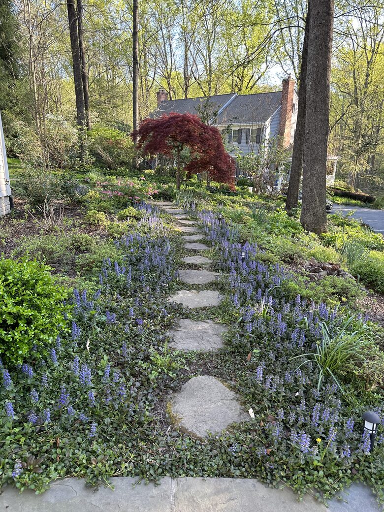 Spring flowers on front walkway