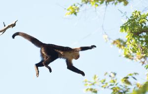 White Face Monkeys and Howler Monkeys are regular visitors