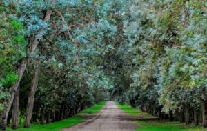 Santa Sylvina Estancia | Unforgettable Argentinian Estate | 250+ Acres | Beach and Golf Club Access!