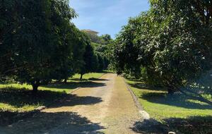 The Mango Grove - Calatagan, Philippines