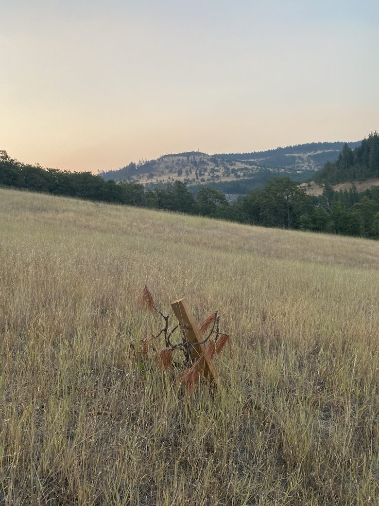 Serene Cabin in the Woods with Creek - Mosier, Oregon