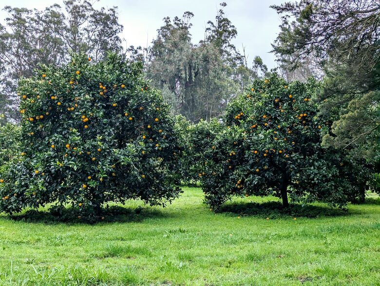 Santa Sylvina Estancia | Unforgettable Argentinian Estate | 250+ Acres | Beach and Golf Club Access! - Chapadmadal, Mar de Plata, Argentina