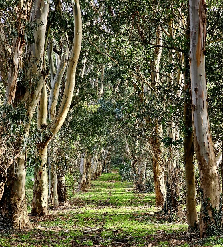 Santa Sylvina Estancia | Unforgettable Argentinian Estate | 250+ Acres | Beach and Golf Club Access! - Chapadmadal, Mar de Plata, Argentina