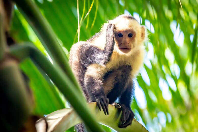 Hermosa Treehouse - Santa Teresa, Costa Rica