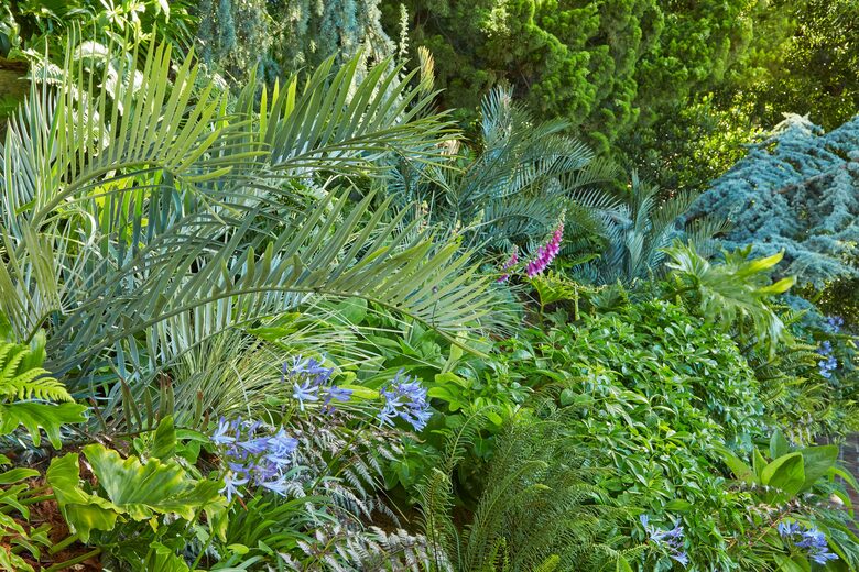 front garden