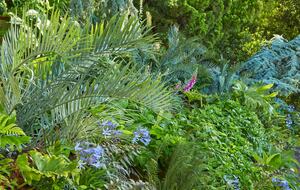 front garden