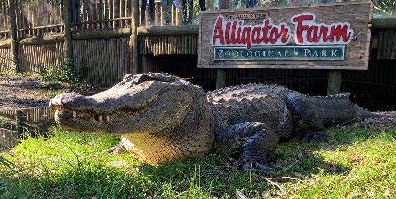 Families love the Gators and more at The Alligator Farm