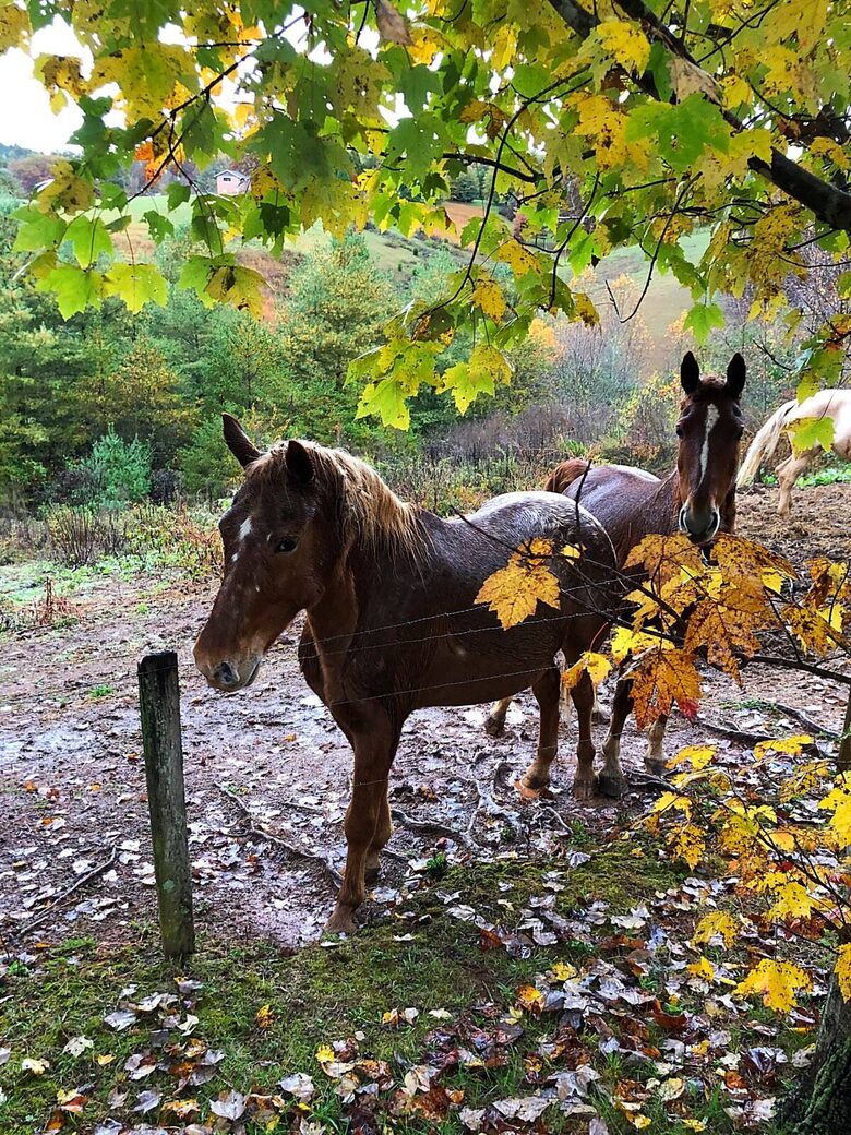 Weaverville farmhouse | 12 Minutes to Downtown Asheville - Weaverville, North Carolina