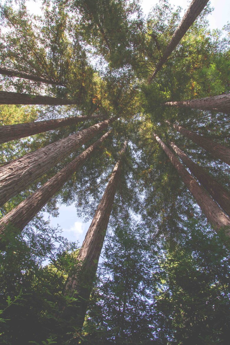 Wine Country Luxury in the Redwoods w/ Hot Tub and Fire Pit - Cazadero, California