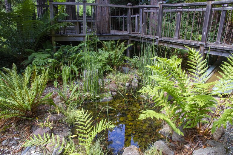 Wine Country Luxury in the Redwoods w/ Hot Tub and Fire Pit - Cazadero, California
