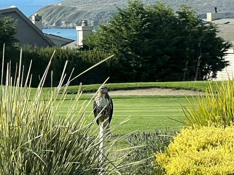 Hawk perched and actively hunting at edge of backyard.