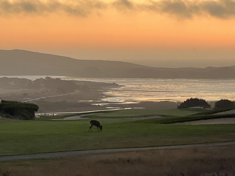 View onto 14th fairway with deer grazing at sunset.