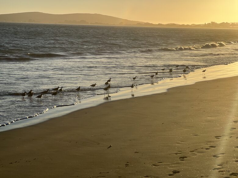 Shorebirds at sunset at Pinnacle Beach.