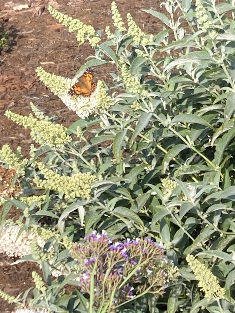 Abundance of native plants and wildlife with unfenced yards.