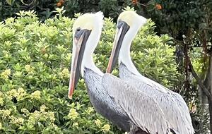 Boardwalk friends