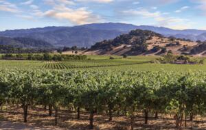 Vino Bello Resort Villa - Napa, California