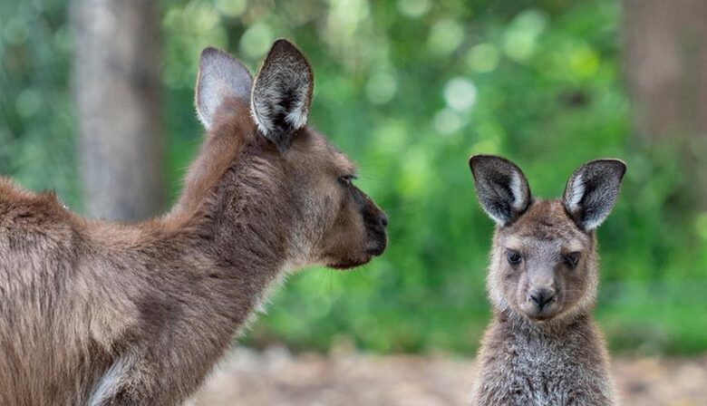 Some of the neighbors at Healesville Sanctuary only 800m away