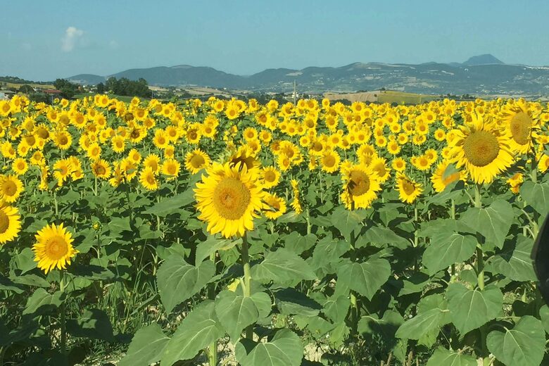 La Trovata | Country Retreat - Recanati, Italy
