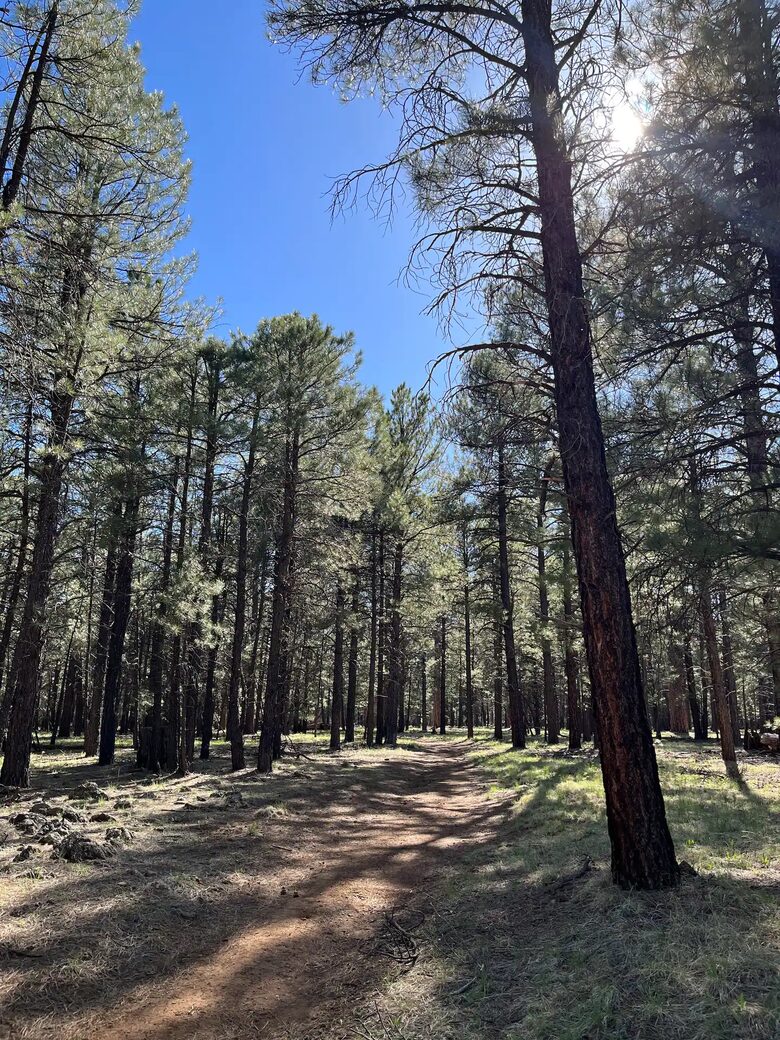 Flagstaff Log Cabin - Ski Retreat and Summer Heaven - Flagstaff, Arizona