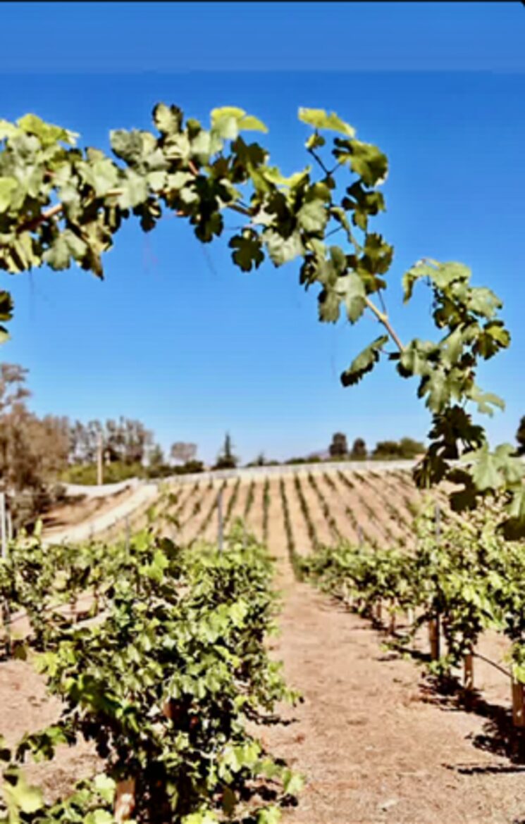 Luxury Vineyard Estate - Temecula, California