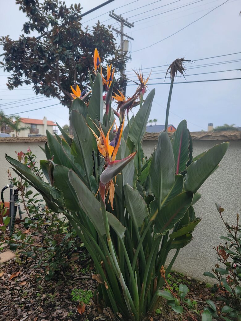SoCal Beach Living | Steps to the Beach & Carlsbad Village - Carlsbad, California