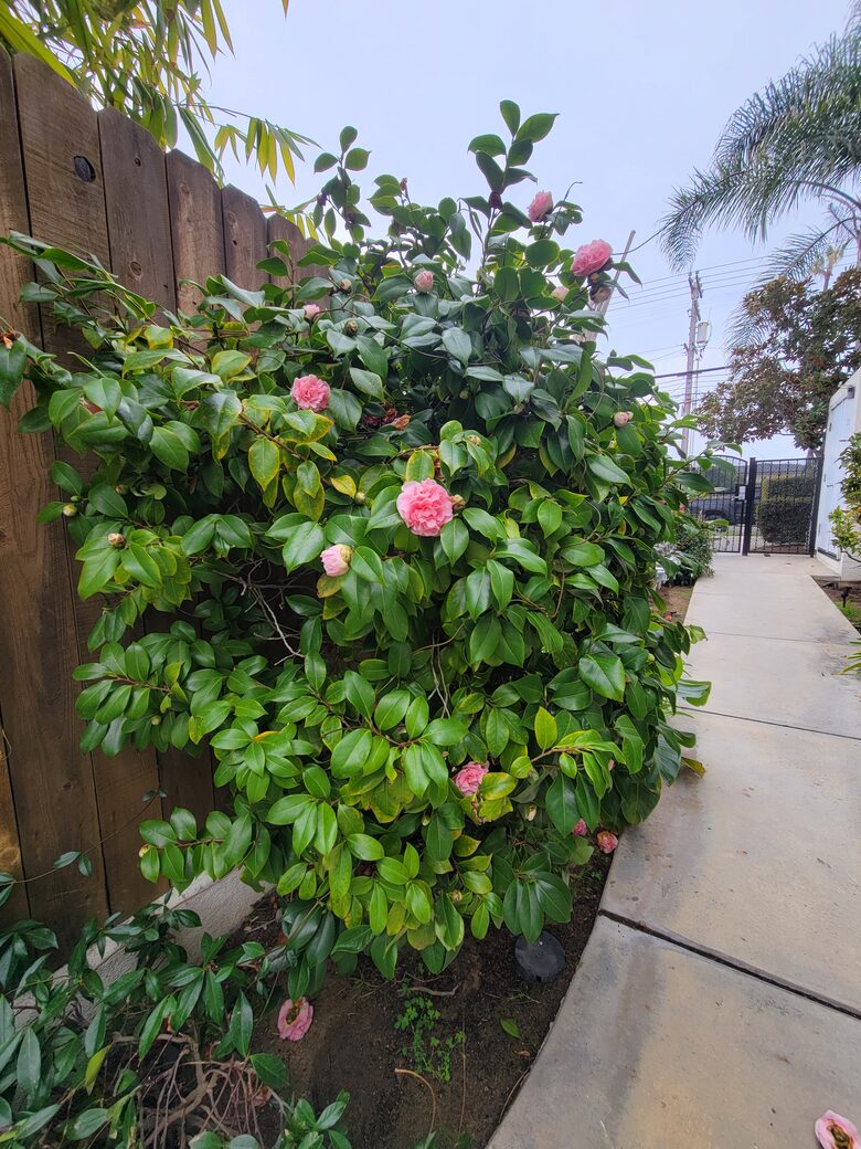SoCal Beach Living | Steps to the Beach & Carlsbad Village - Carlsbad, California