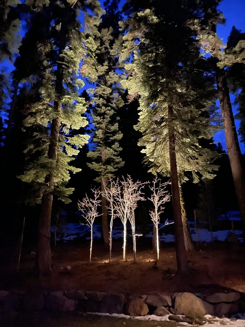 View into forest from patio and fire pit
