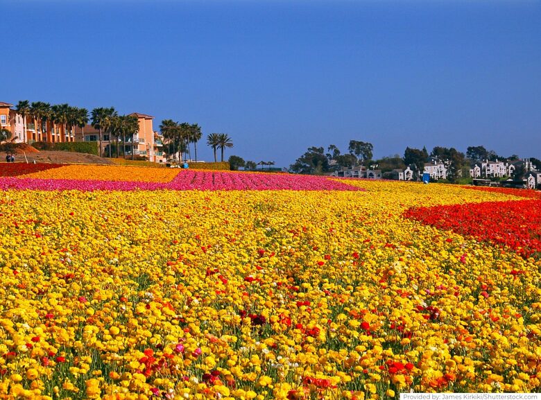 Three miles from Carlsbad Flower Fields
