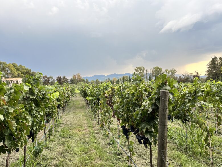 Wineyards of the property