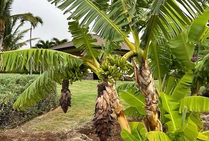 Ohana Guest House - Lahaina, Hawaii
