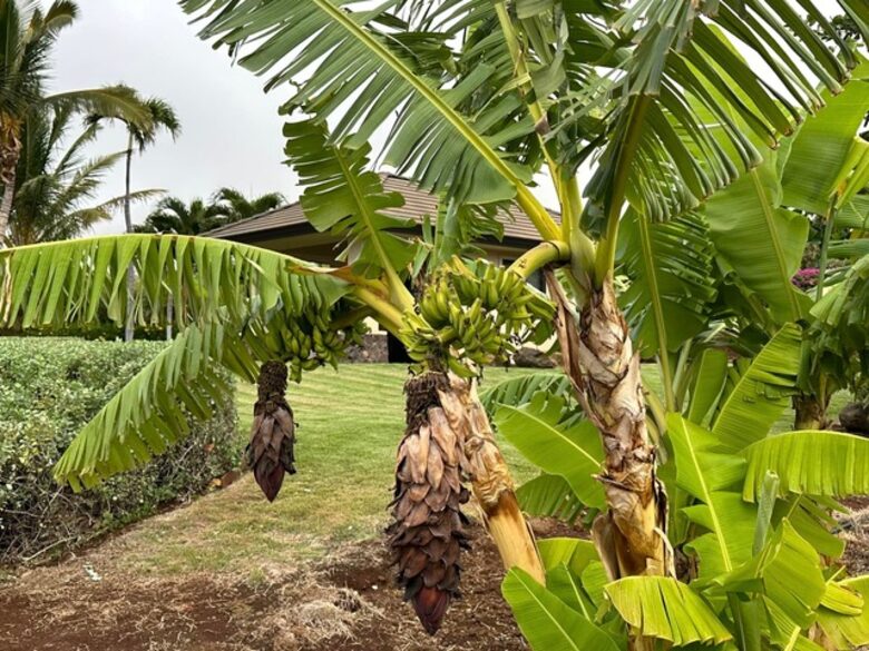 Ohana Guest House - Lahaina, Hawaii