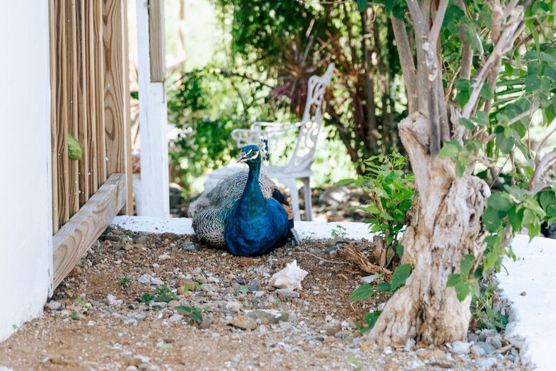 The Coco | Ocean View Studio - St John, Virgin Islands, U.S.