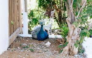 The Palm | Ocean View Studio - St John, Virgin Islands, U.S.